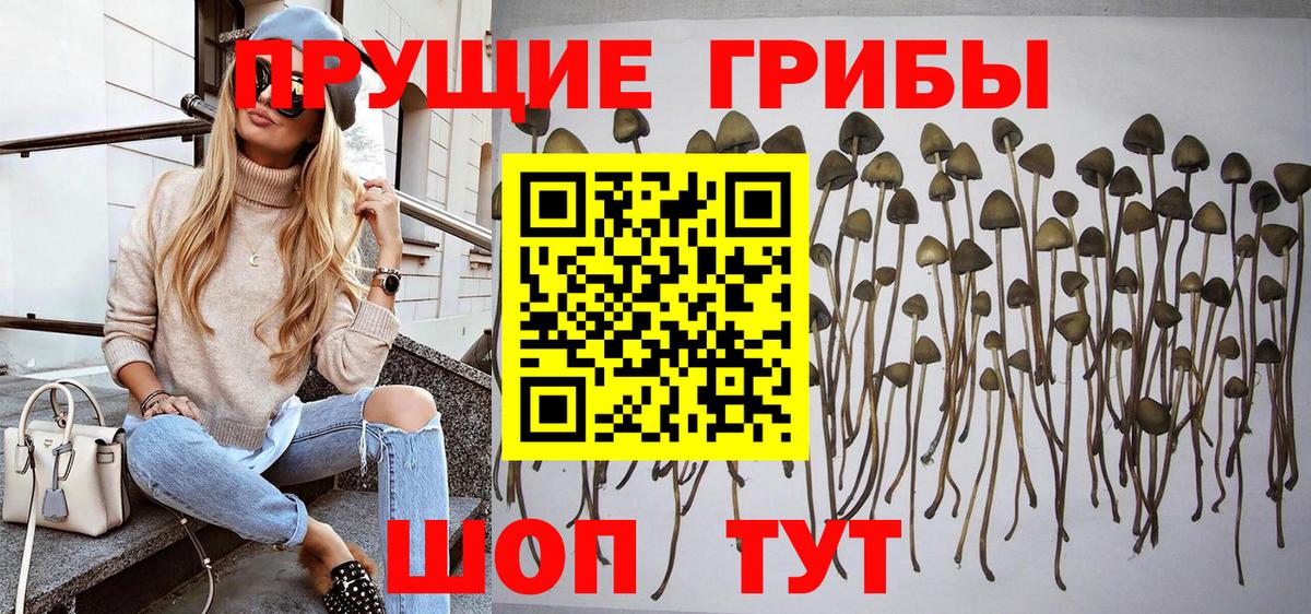 Торжок  Псилоцибиновые грибы мицелий  Псилоцибиновые грибы Psilocybine cubensis  Вход с VPN 
