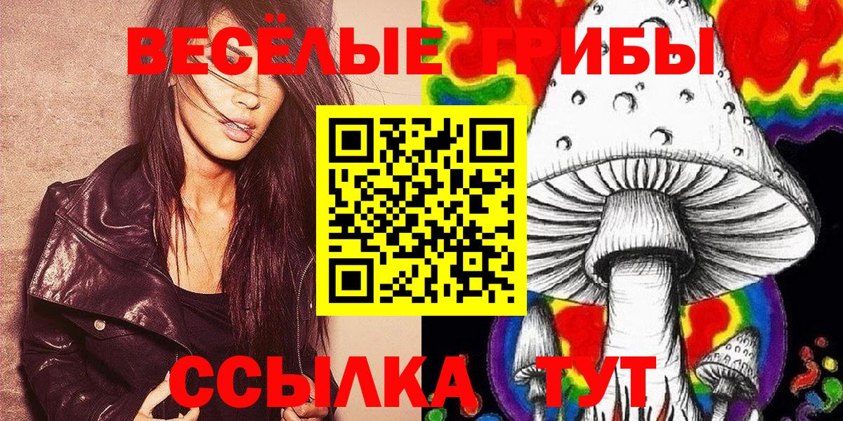 Псилоцибиновые грибы Psilocybe Торжок